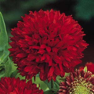 25+ Red Blanket Flower Seeds--Sundance Red Gaillardia-Great Annual-Gaillardia Pulchella-B488