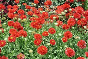 25+ Red Blanket Flower Seeds--Sundance Red Gaillardia-Great Annual-Gaillardia Pulchella-B488