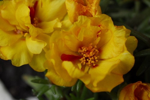 Buy Mixed Color Moss-Rose Purslane Double Flower 100+ Portulaca