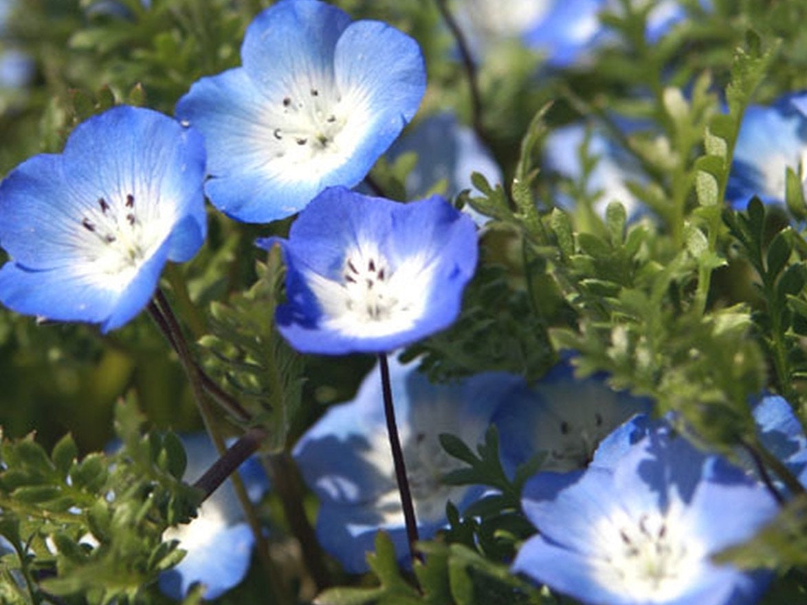 100+ Baby Blue Eyes Flower Seeds-Menzie's Baby Blue eyes-Nemophila Menziesii-Sweet Annual-B494