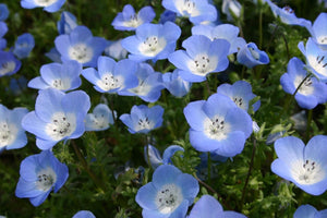 100+ Baby Blue Eyes Flower Seeds-Menzie's Baby Blue eyes-Nemophila Menziesii-Sweet Annual-B494