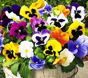 Ferry-Morse Pansy Swiss Giant Mixed Colors Flower Seeds (Seed Packet)  300-mg at