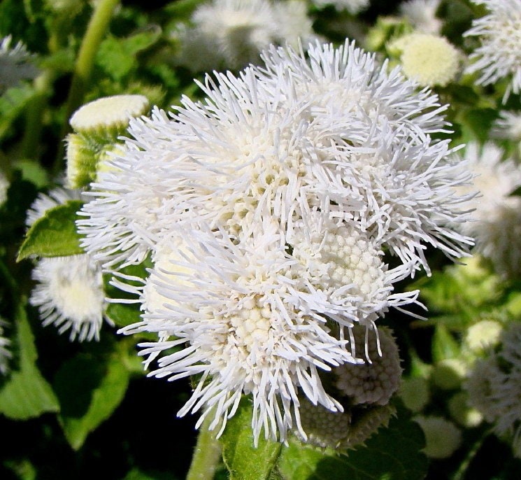 100+ White Floss Flower Seeds-Dwarf Floss Flower-Attractive and Fast growing Annual-Ageratum Houstonianum-Great for beds,borders etc -B497