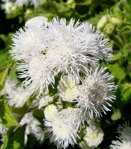 100+ White Floss Flower Seeds-Dwarf Floss Flower-Attractive and Fast growing Annual-Ageratum Houstonianum-Great for beds,borders etc -B497