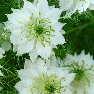 50+ Nigella White Flower Seeds-NIGELLA DAMASCENA-Love in a Mist White Flower Seeds- Nigella African Bride-Fluffy Annual-B500