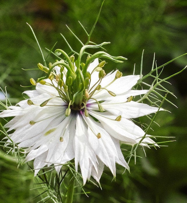 50+ Nigella White Flower Seeds-NIGELLA DAMASCENA-Love in a Mist White Flower Seeds- Nigella African Bride-Fluffy Annual-B500