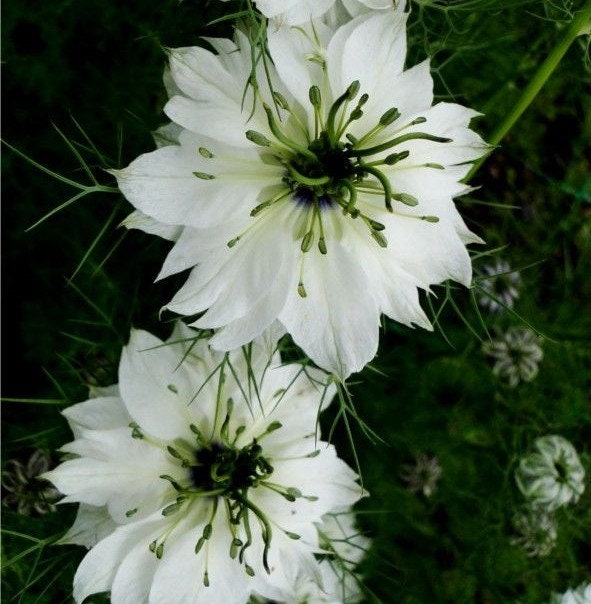 50+ Nigella White Flower Seeds-NIGELLA DAMASCENA-Love in a Mist White Flower Seeds- Nigella African Bride-Fluffy Annual-B500