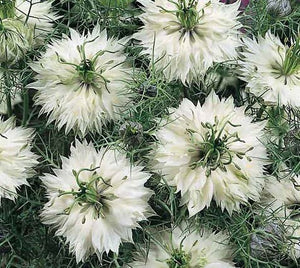 50+ Nigella White Flower Seeds-NIGELLA DAMASCENA-Love in a Mist White Flower Seeds- Nigella African Bride-Fluffy Annual-B500