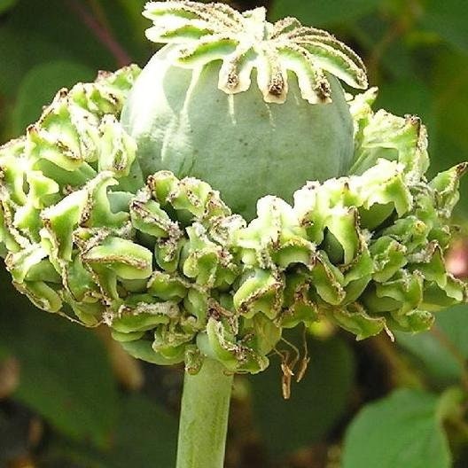 Harvesting Poppy Seeds (papaveraceae) | Sincerely, Emily
