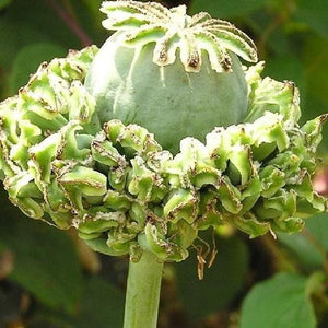 100+  Poppy Hen and Chicken Flower Seeds-Papaver Somniferum-Decorative Seed Pods-Great for Cut and dried Flower arrangements-B512