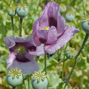 100+  Poppy Hen and Chicken Flower Seeds-Papaver Somniferum-Decorative Seed Pods-Great for Cut and dried Flower arrangements-B512