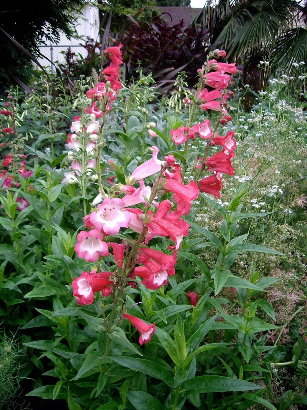 100+ Penstemon Beardtongue Mix Flower Seeds-Penstemon Gentianoides-Beardtongue Flower--Excellent Perennial-B515