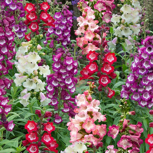 100+ Penstemon Beardtongue Mix Flower Seeds-Penstemon Gentianoides-Beardtongue Flower--Excellent Perennial-B515