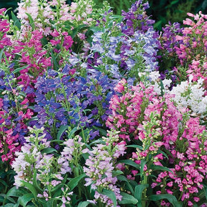 100+ Penstemon Beardtongue Mix Flower Seeds-Penstemon Gentianoides-Beardtongue Flower--Excellent Perennial-B515