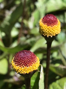 50+ Toothache Plant Seeds-ACMELLA OLERACEA-Highly Medicinal-Paracress-Tingflowers-Electric daisy- -G055