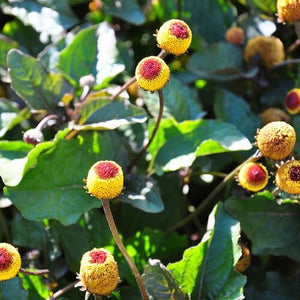 50+ Toothache Plant Seeds-ACMELLA OLERACEA-Highly Medicinal-Paracress-Tingflowers-Electric daisy- -G055