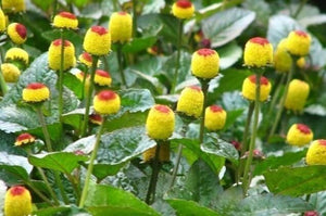 50+ Toothache Plant Seeds-ACMELLA OLERACEA-Highly Medicinal-Paracress-Tingflowers-Electric daisy- -G055