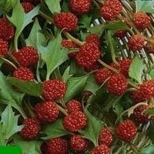 50+ Strawberry Spinach Seeds- Goosefoot-Chenopodium Filiosum-Sweet and Mild Flavored Annual-Strawberry Sticks-Beetberry-D025