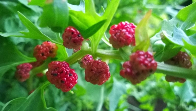 50+ Strawberry Spinach Seeds- Goosefoot-Chenopodium Filiosum-Sweet and Mild Flavored Annual-Strawberry Sticks-Beetberry-D025