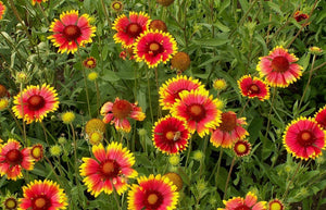 100+  Mix Gaillardia Blanket Flower Seeds-Gaillardia Aristata Mix Flower Seeds-Blanket Flower-Indian Blanket-B516