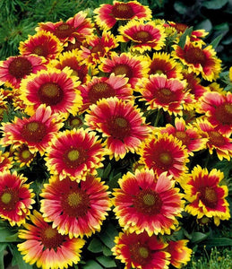 100+  Mix Gaillardia Blanket Flower Seeds-Gaillardia Aristata Mix Flower Seeds-Blanket Flower-Indian Blanket-B516