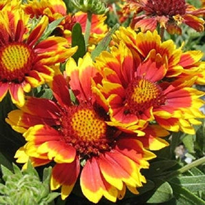 100+  Mix Gaillardia Blanket Flower Seeds-Gaillardia Aristata Mix Flower Seeds-Blanket Flower-Indian Blanket-B516