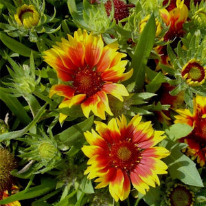 100+  Mix Gaillardia Blanket Flower Seeds-Gaillardia Aristata Mix Flower Seeds-Blanket Flower-Indian Blanket-B516