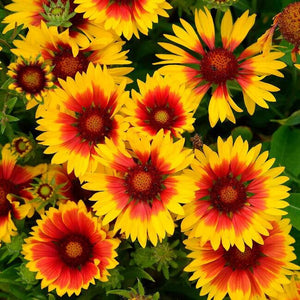 100+  Mix Gaillardia Blanket Flower Seeds-Gaillardia Aristata Mix Flower Seeds-Blanket Flower-Indian Blanket-B516