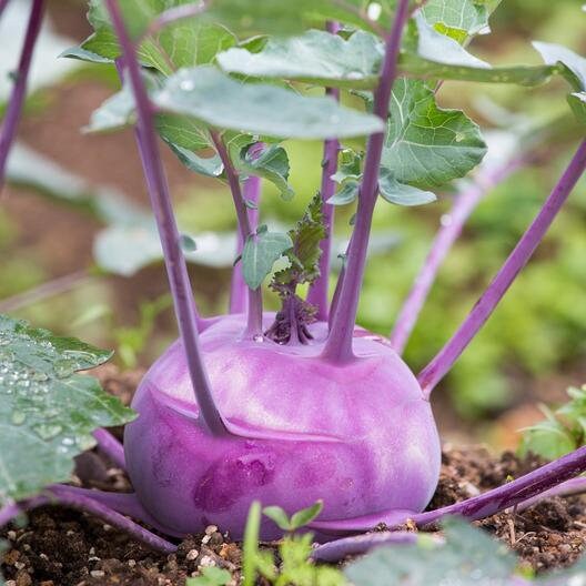 200+ Organic Early Vienna Purple Kohl Rabi Seeds - Non GMO-German turnip -Turnip cabbage-A164