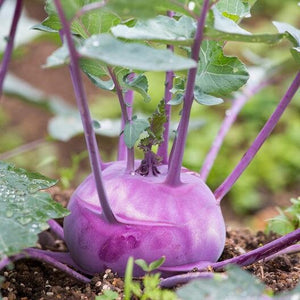 200+ Organic Early Vienna Purple Kohl Rabi Seeds - Non GMO-German turnip -Turnip cabbage-A164