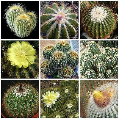 30+  Eriocactus Cactus Mix Seeds- Succulent Cactus Mix-Excellent Perennial Cactus- C049