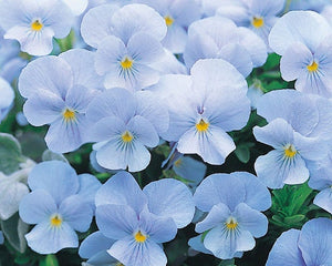 50+ Light Blue Pansy Swiss Flower Seeds- - Viola Wittrockiana-B204-Crystal Light Blue-Sweet Biennial