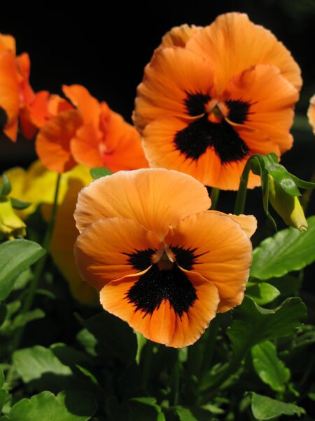 30+  Pansy Giant Orange Flower Seeds-Pansy Swiss Orange Scarlet with Black Botches- Viola Wittrockiana-B206-Sweet Biennial
