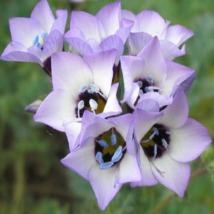 100+ Gilia Tricolor Flower Seeds-Bird's Eyes Flower-B215-Attracts Bees and Hummingbird -Beautiful Trumpet Shaped Annual