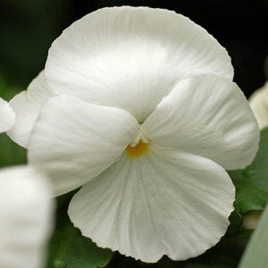 50+  White Lady Pansy Swiss Giant  Flower Seeds- White Biennial Pansy-VIOLA WITTROCKIANA- B216-White Pansy