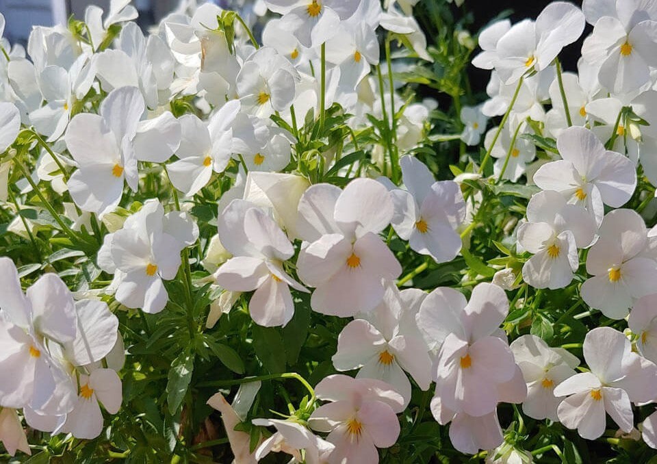 50+  White Lady Pansy Swiss Giant  Flower Seeds- White Biennial Pansy-VIOLA WITTROCKIANA- B216-White Pansy