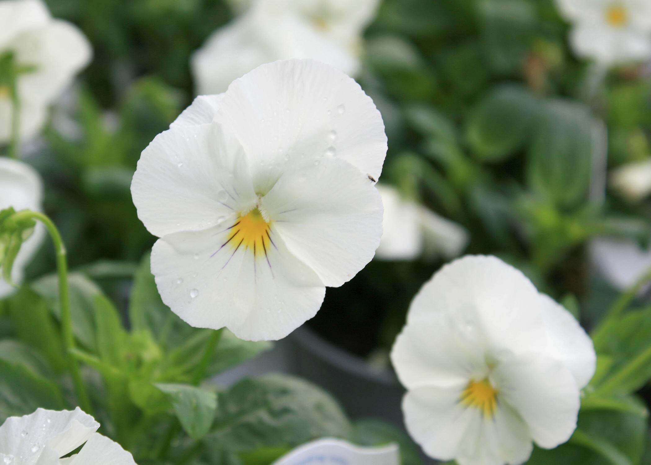 50+  White Lady Pansy Swiss Giant  Flower Seeds- White Biennial Pansy-VIOLA WITTROCKIANA- B216-White Pansy