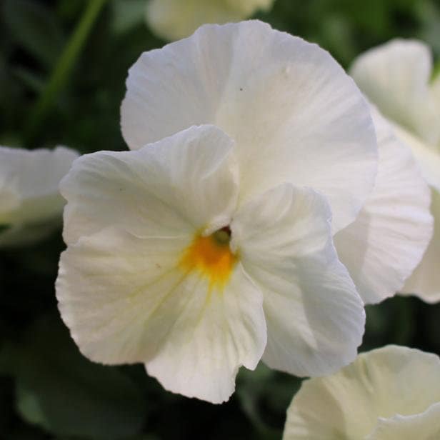 50+  White Lady Pansy Swiss Giant  Flower Seeds- White Biennial Pansy-VIOLA WITTROCKIANA- B216-White Pansy