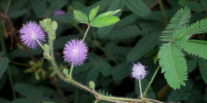 25+ Sensitive Plant Seeds- - Touch Me Not-MIMOSA PUDICA--Sleeping Grass-Prayer Plant-Humble Plant-G058