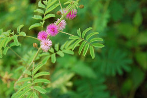 25+ Sensitive Plant Seeds- - Touch Me Not-MIMOSA PUDICA--Sleeping Grass-Prayer Plant-Humble Plant-G058