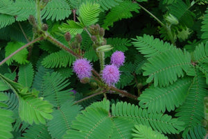 25+ Sensitive Plant Seeds- - Touch Me Not-MIMOSA PUDICA--Sleeping Grass-Prayer Plant-Humble Plant-G058