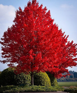 20+ Red Maple Tree Seeds- Acer Rubrum- G059-Soft Maple-Swamp Maple Tree-Water Maple Tree-Excellent Growth In all Condition-Trident Red Maple