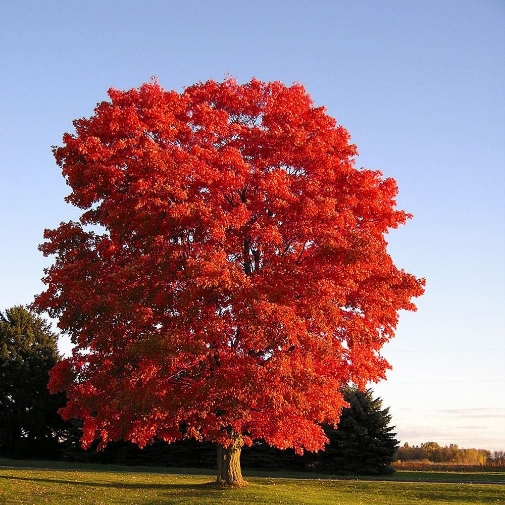 20+ Red Maple Tree Seeds- Acer Rubrum- G059-Soft Maple-Swamp Maple Tree-Water Maple Tree-Excellent Growth In all Condition-Trident Red Maple