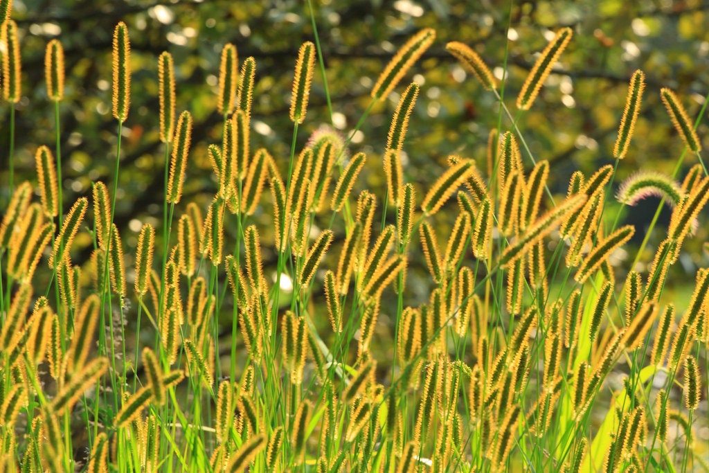 50+  Exotic Yellow Foxtail Grass Seeds-Wild Millet- Setaria Glauca- Golden Foxtail-G061-Annual Summer Plant