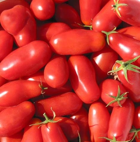 25+ Organic San Marzano Tomato Seeds -Non GMO-Sweet and delicious-Solanum Lycopersicum-A166