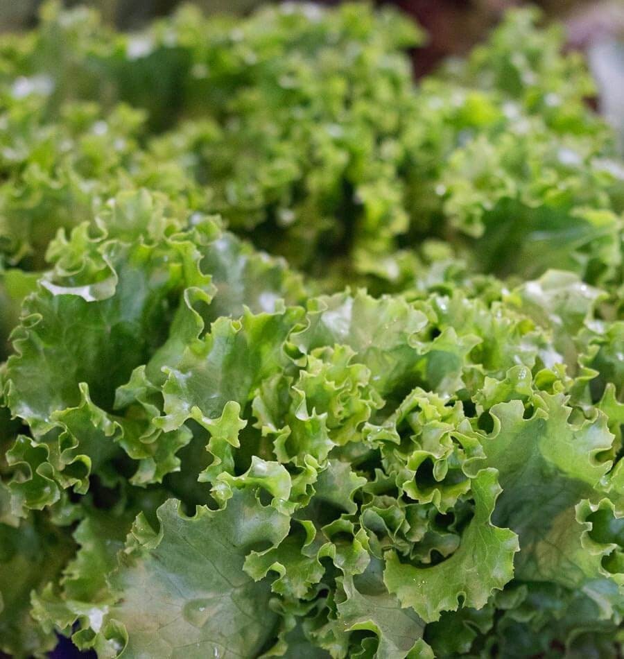 200+  Grand Rapids Organic Lettuce Seeds -A171- Heirloom Variety-Lactuta Sativa- Organic (Non GMO) Highly Delicious!