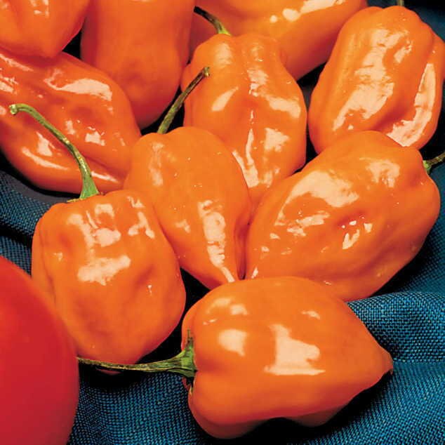 30+ Habanero Hot Pepper Seeds-CAPSICUM CHINENSE-A065