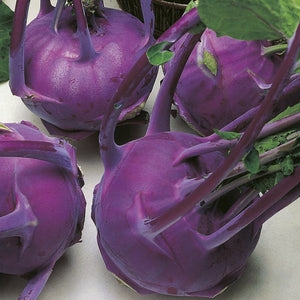 200+ Organic Early Vienna Purple Kohl Rabi Seeds - Non GMO-German turnip -Turnip cabbage-A164