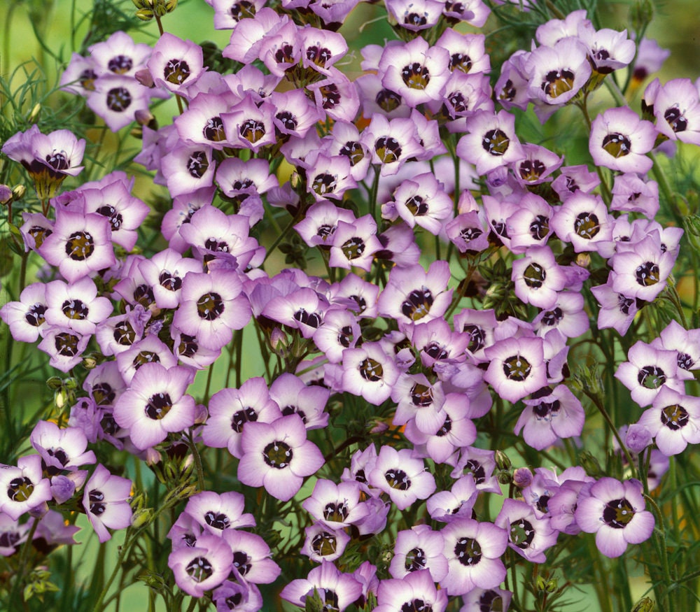 100+ Gilia Tricolor Flower Seeds-Bird's Eyes Flower-B215-Attracts Bees and Hummingbird -Beautiful Trumpet Shaped Annual