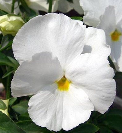 50+  White Lady Pansy Swiss Giant  Flower Seeds- White Biennial Pansy-VIOLA WITTROCKIANA- B216-White Pansy